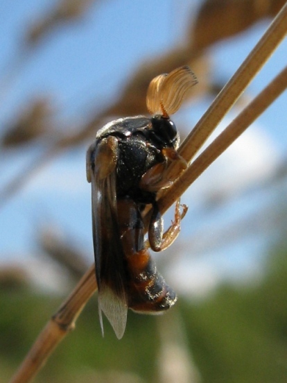 Antenne a candelabro per Ripiphorus subdipterus